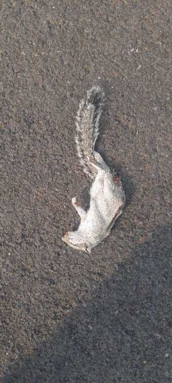 Indian Palm Squirrel / गिलहरी