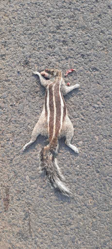 Indian Palm Squirrel / गिलहरी