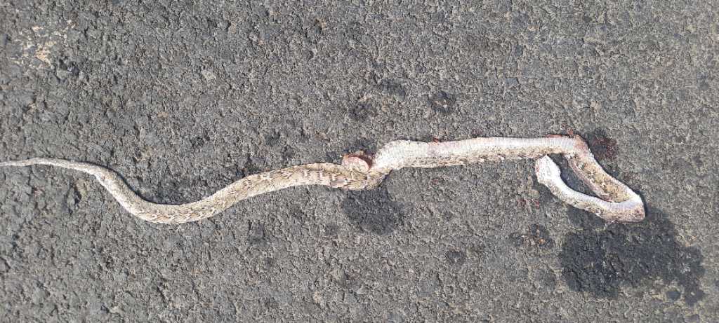 Common Cat Snake / सामान्य बिल्ली साँप