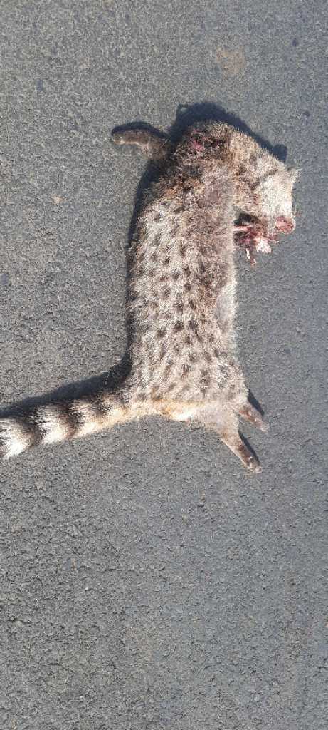 Small Indian Civet / छोटा कस्तूरी बिलाव /छोटा भारतीय बिज्जू