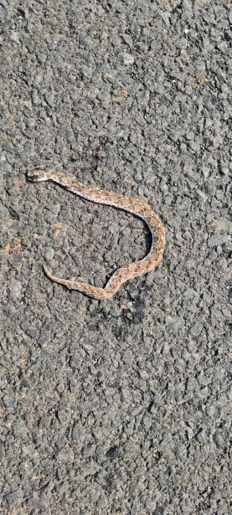 Saw-scaled Viper / सॉ स्केल्ड वाईपर / लहरदार विषैली साँप