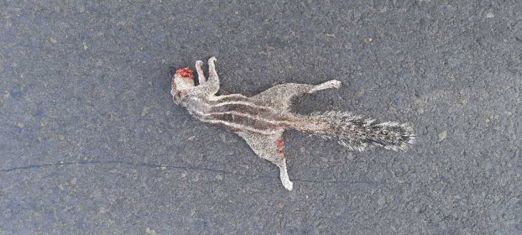 Indian Palm Squirrel / गिलहरी