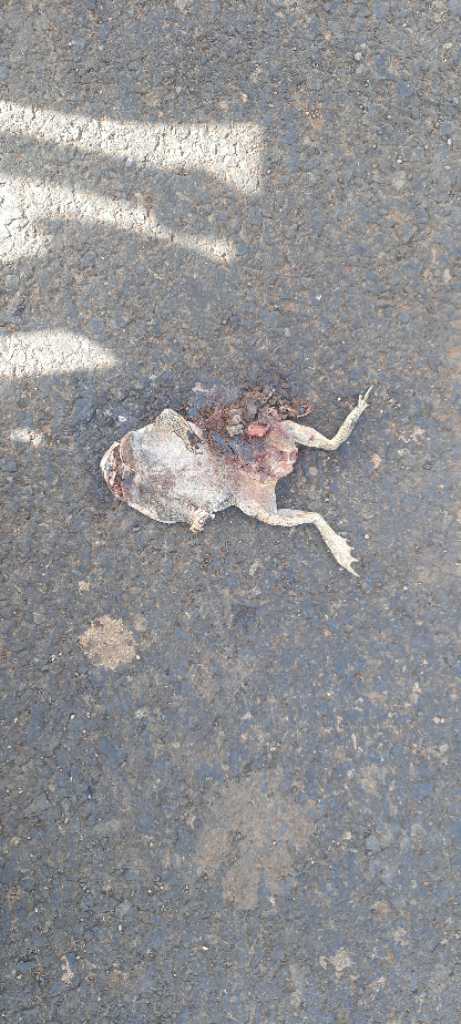 Indian Bullfrog / भारतीय सांड मेंढक/सामान्य एशियाई मेंढक/धब्बेदार सांड मेंढक