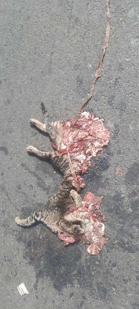 Domestic Cat / मांजर