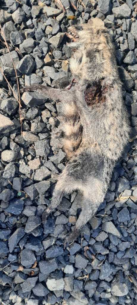 Small Indian Civet / छोटा कस्तूरी बिलाव /छोटा भारतीय बिज्जू