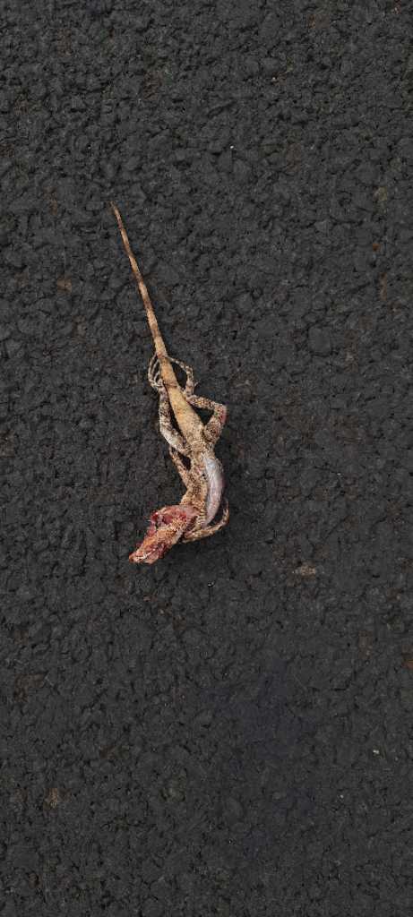 Garden Lizard / बगीचे की छिपकली-गिरगिट