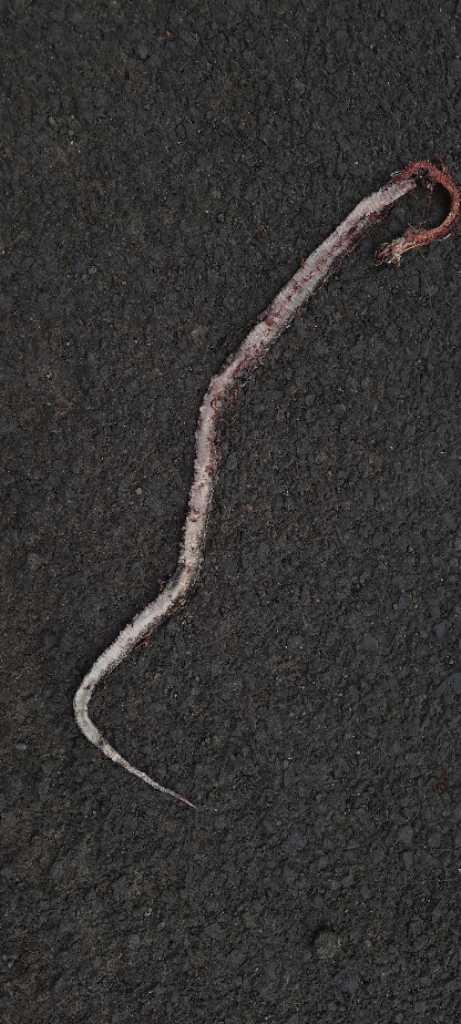 Common Wolf Snake / सामान्य भेड़िया साँप