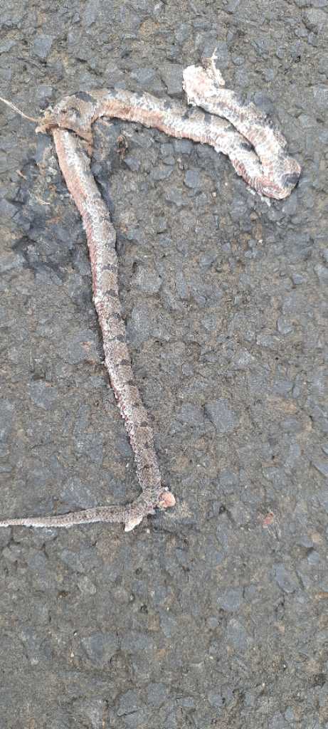 Banded Kukri / बँडेड कुकरी