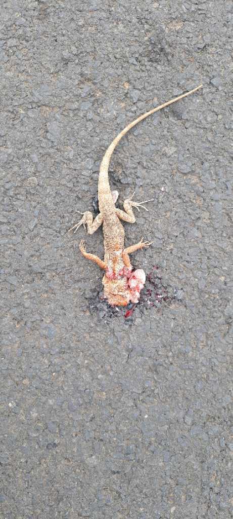 Garden Lizard / बगीचे की छिपकली-गिरगिट