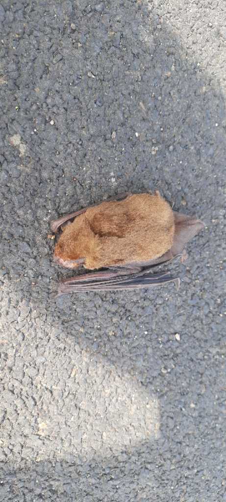 Bat Sp / चमगादड़