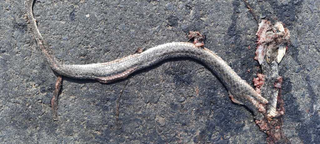 Checkered Keelback / पानी का साँप