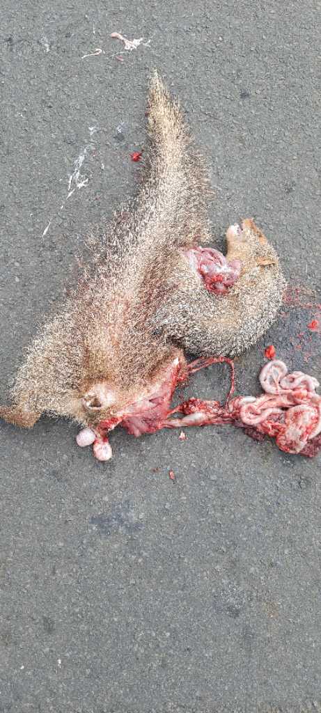 Indian Grey Mongoose / नेवला