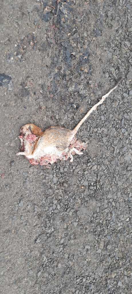 Indian Gerbil / भारतीय जेरबिल