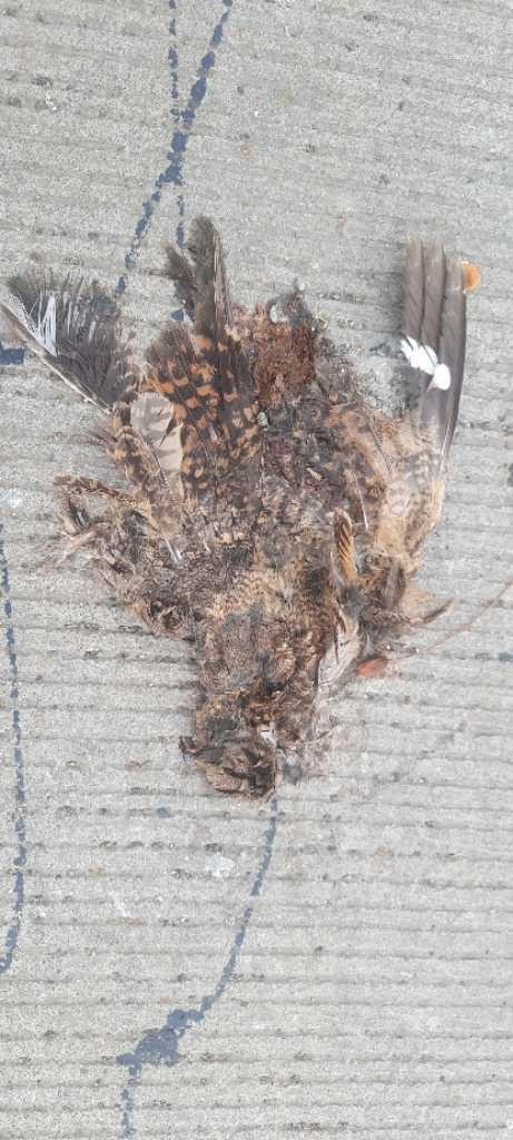 Indian Nightjar / छपका/ भारतीय रात्रिचरी/कपुची