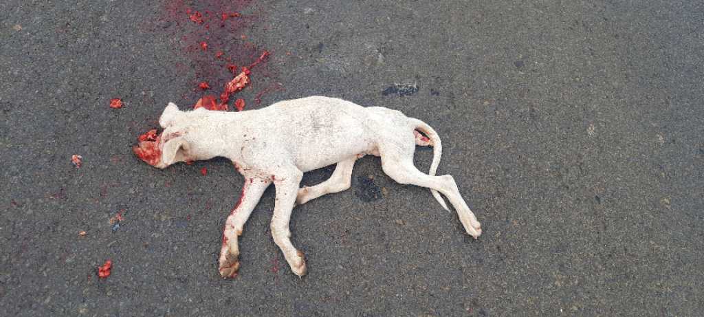 Domestic Dog / कुत्रा
