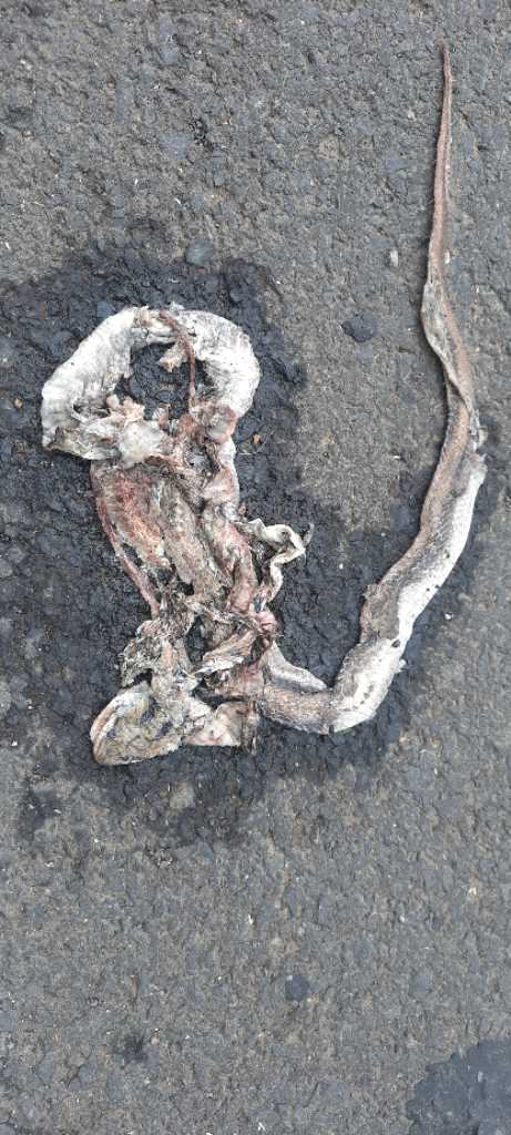 Common Trinket / सामान्य ट्रिंकेट 