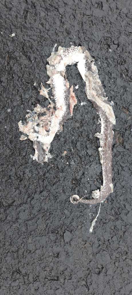 Barred Wolf Snake / धारीदार भेड़िया साँप