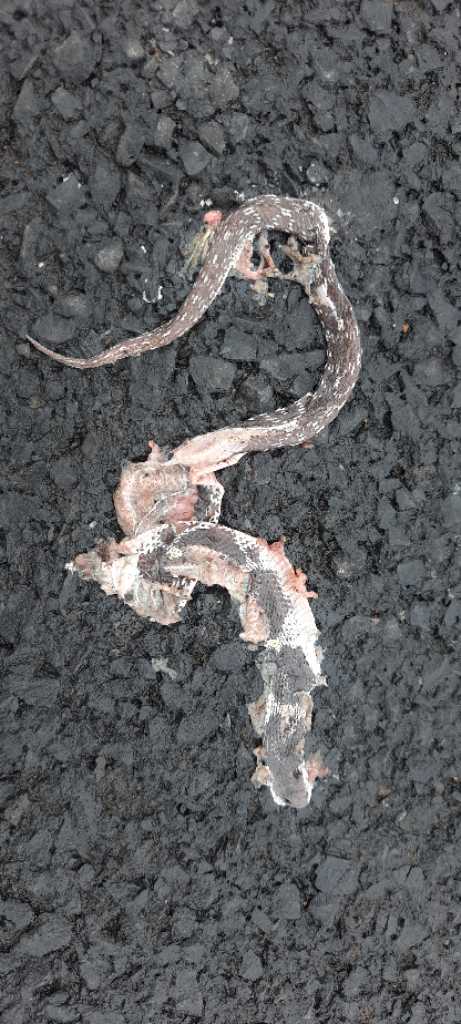 Barred Wolf Snake / धारीदार भेड़िया साँप