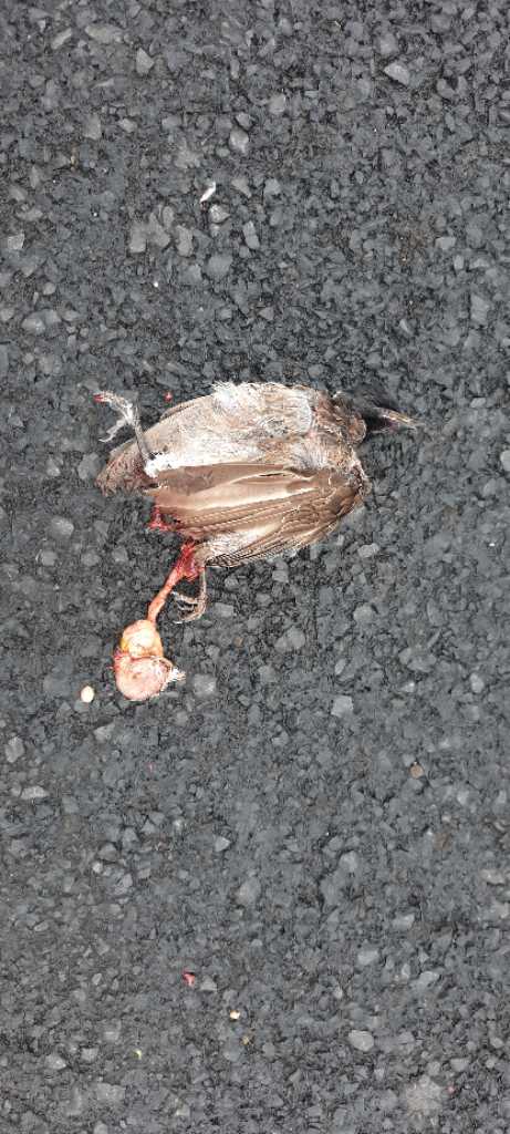 Red-Vented Bulbul / गुलदुम/कालासिर बुलबुल/लाल-गुदा बुलबुल