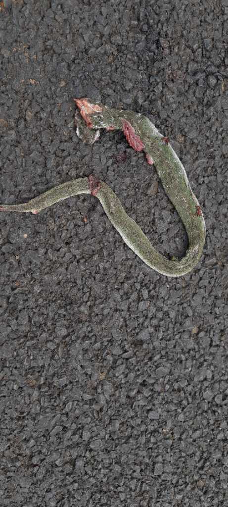 Green Keelback / हरा कीलबैक