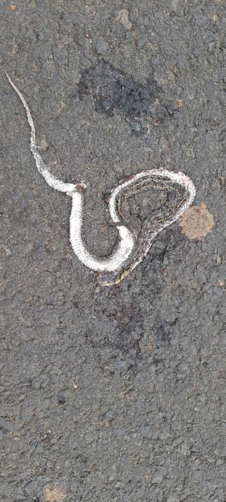 Striped Keelback / धारीदार कीलबैक