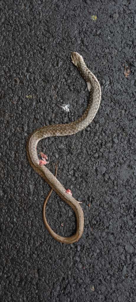 Checkered Keelback / पानी का साँप