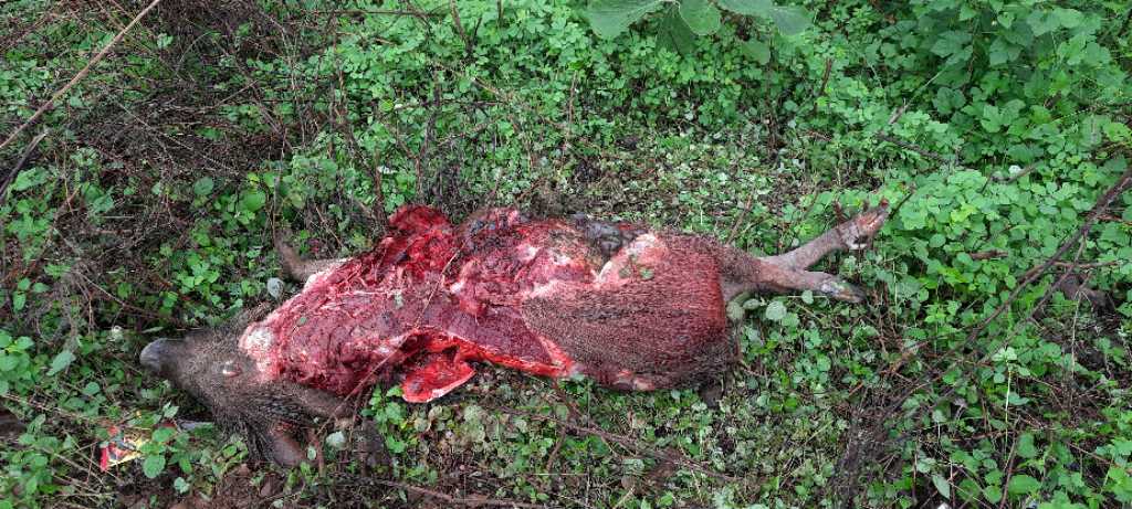 Wild Pig / जंगली सूअर