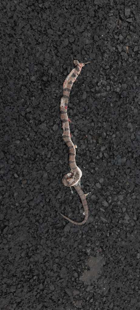 Banded Kukri / बँडेड कुकरी