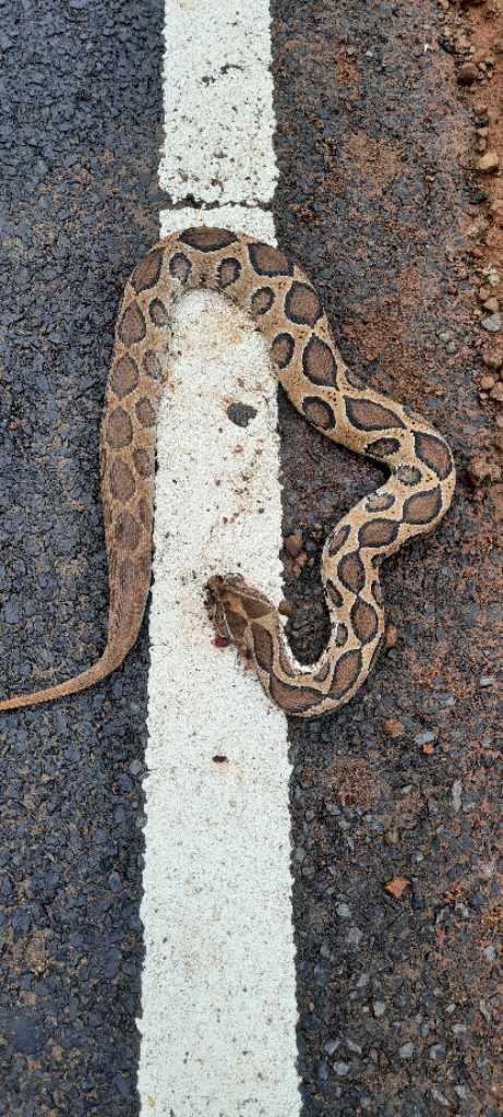 Russell's Viper / रसेल वाइपर