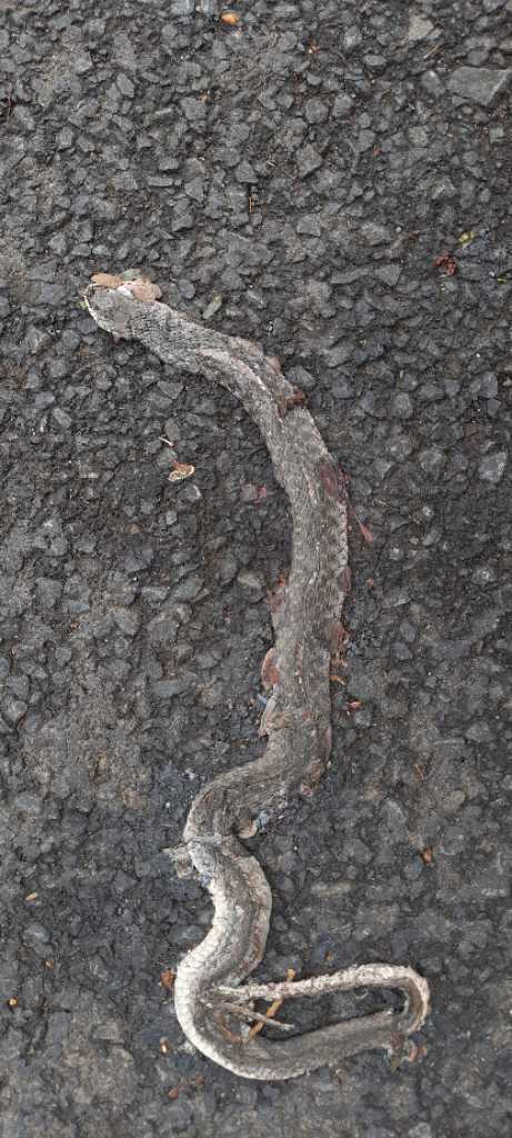 Checkered Keelback / पानी का साँप