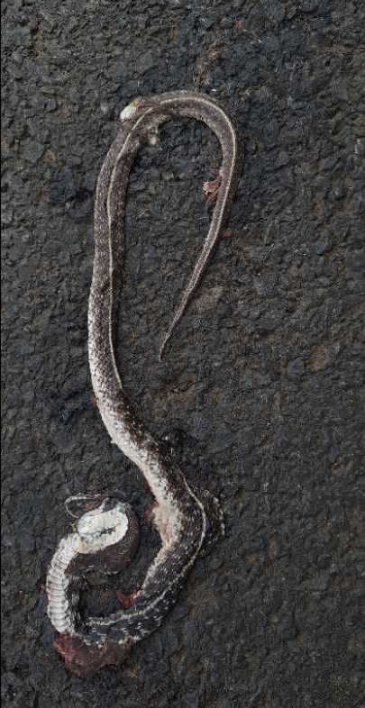 Indian Egg Eater / भारतीय अंडा खाने वाला साँप