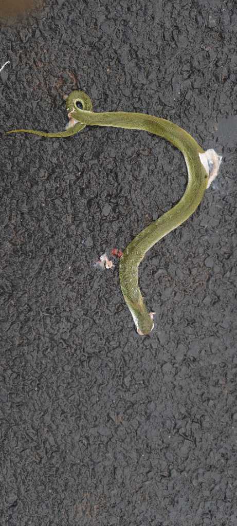 Green Keelback / हरा कीलबैक