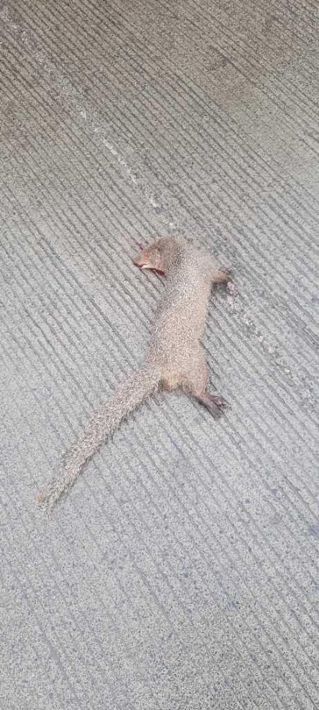 Indian Grey Mongoose / नेवला