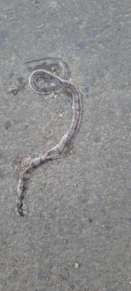 Banded Kukri / बँडेड कुकरी
