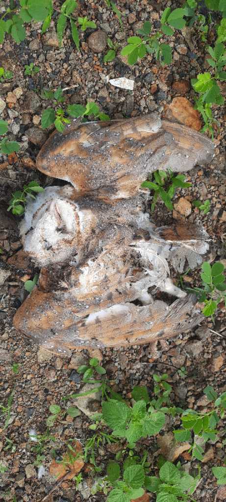 Barn Owl / कराल उल्लू /खलिहान उल्लू