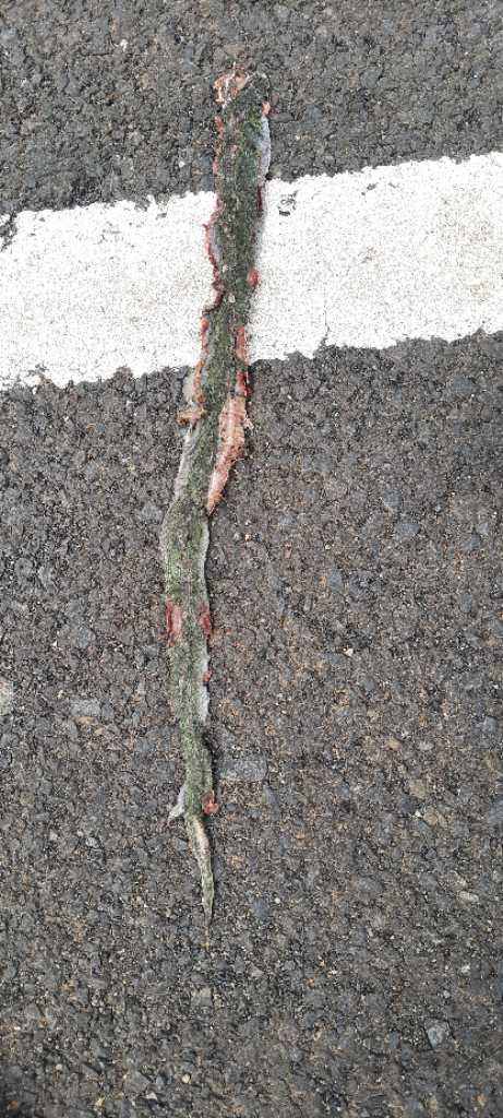 Green Keelback / हरा कीलबैक