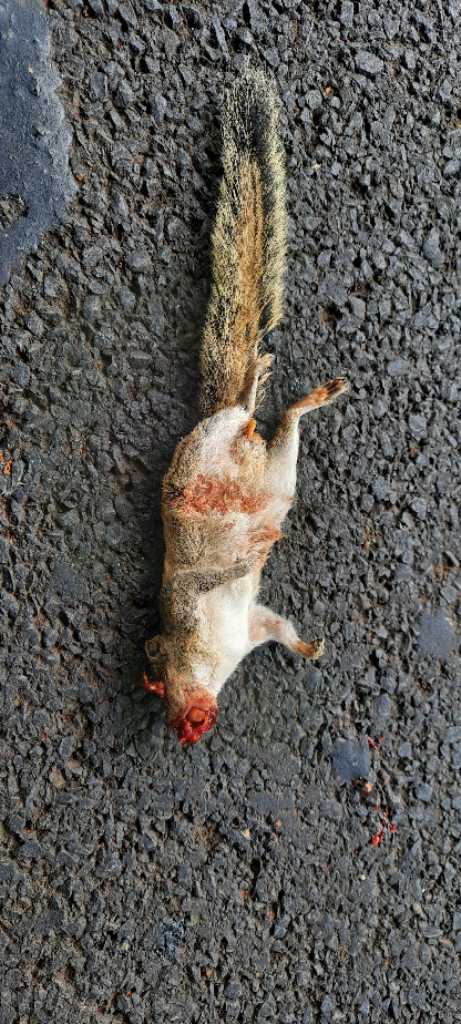 Indian Palm Squirrel / गिलहरी