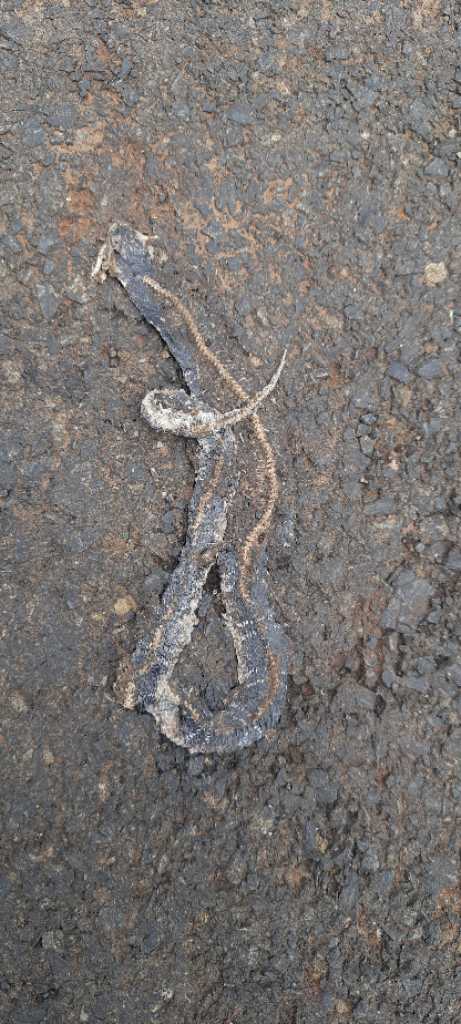Common Krait / करैत