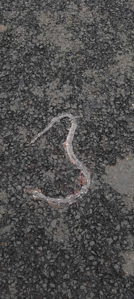 Common Krait / करैत