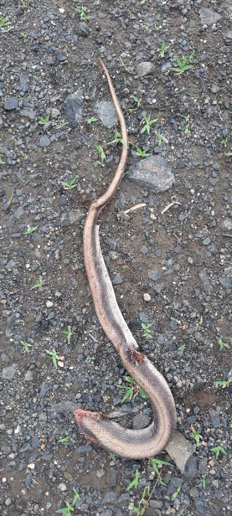 Common Trinket / सामान्य ट्रिंकेट 