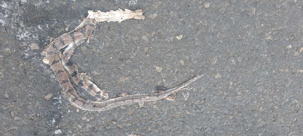 Banded Kukri / बँडेड कुकरी