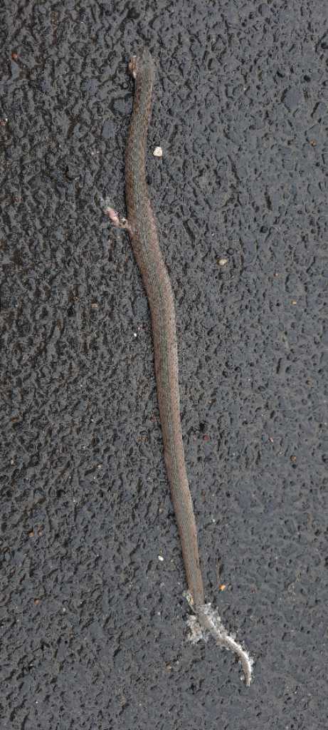 Checkered Keelback / पानी का साँप