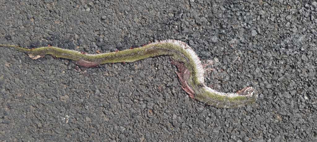 Green Keelback / हरा कीलबैक