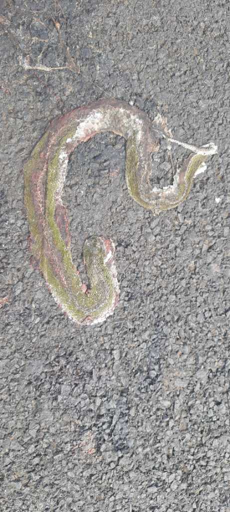 Green Keelback / हरा कीलबैक