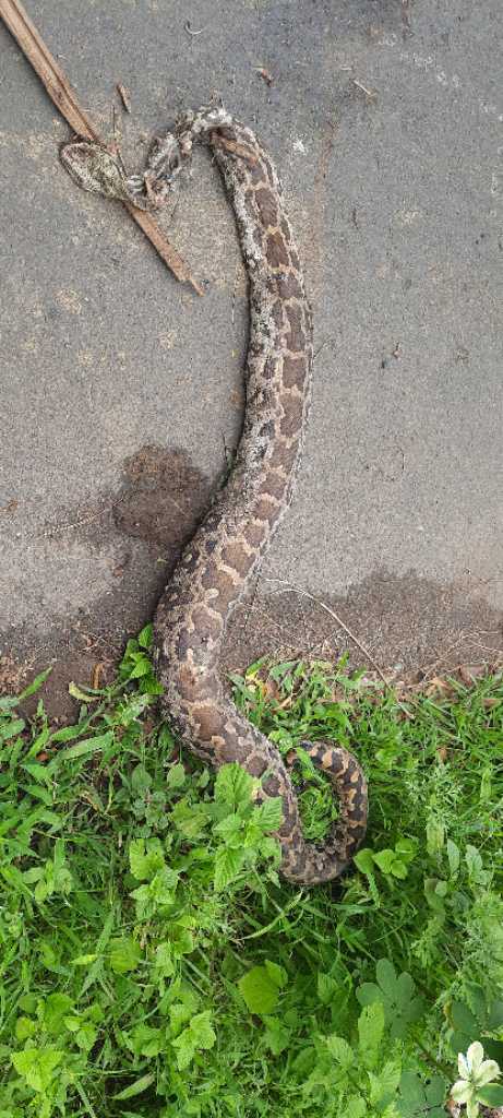 Indian Rock Python / अजगर