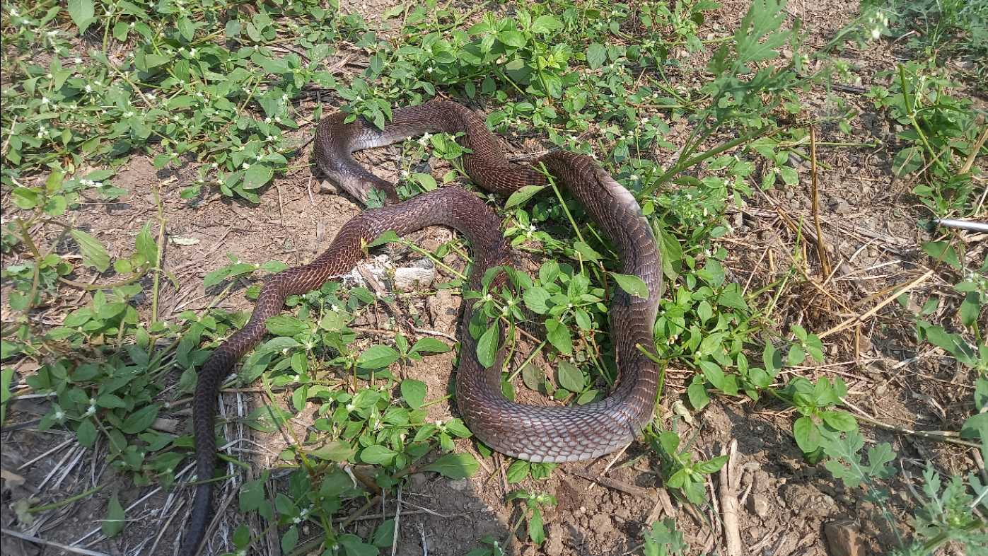 Indian Spectacled Cobra / नाग