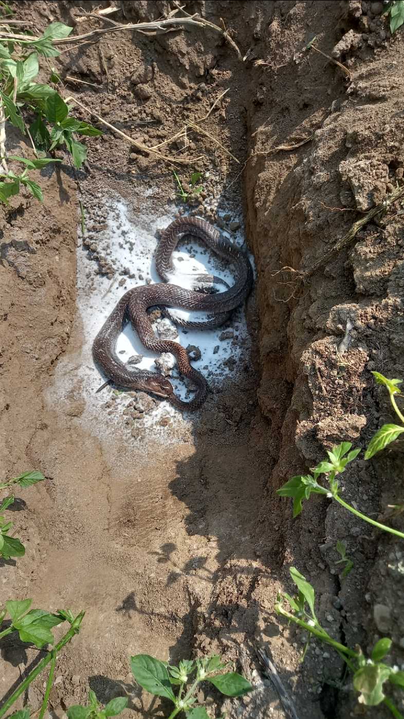 Indian Rat Snake / धामन