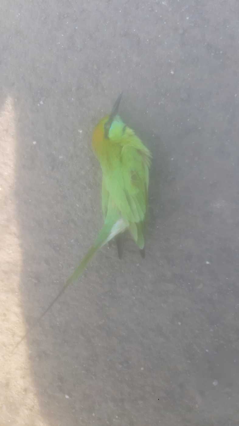 Green Bee-Eater / हरियल पतरिंगा/पतुरी
