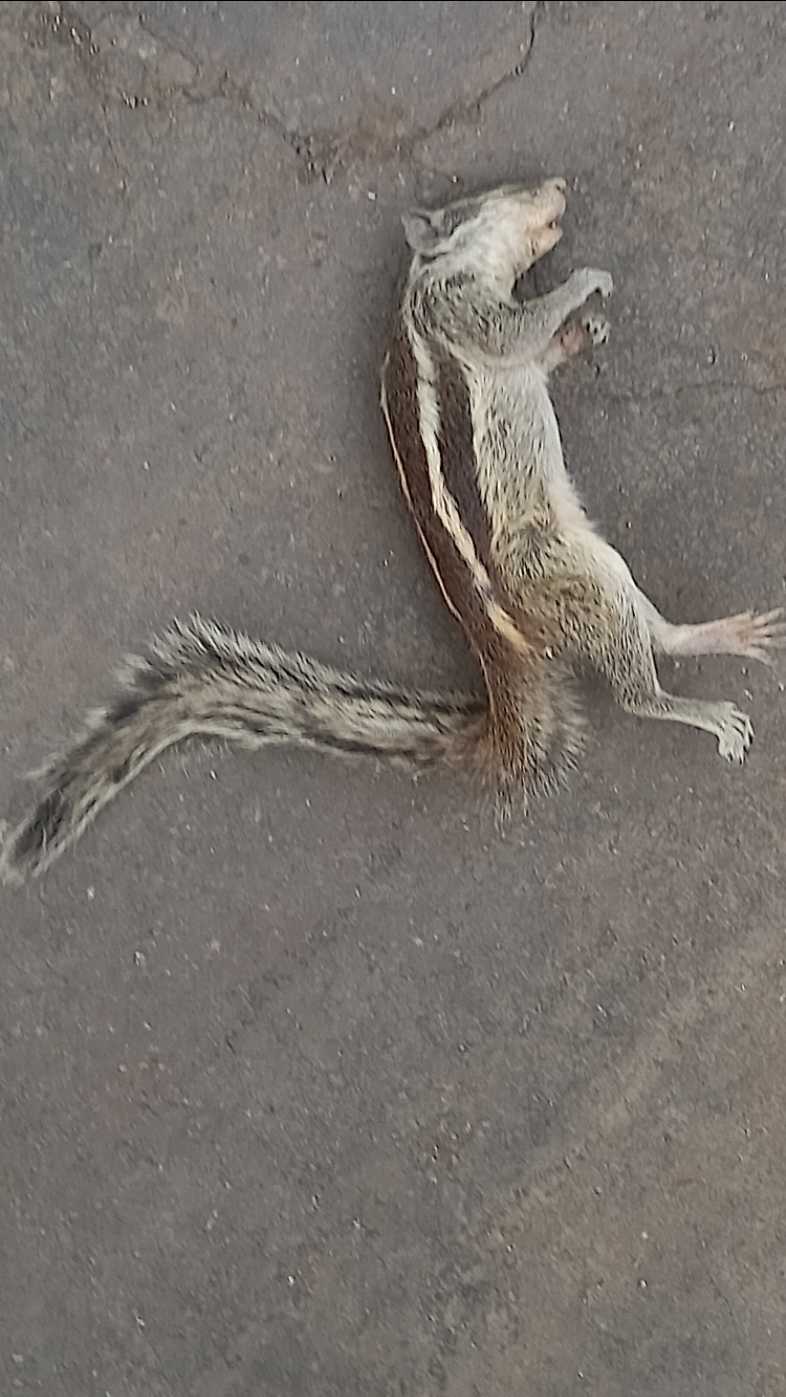 Indian Palm Squirrel / गिलहरी