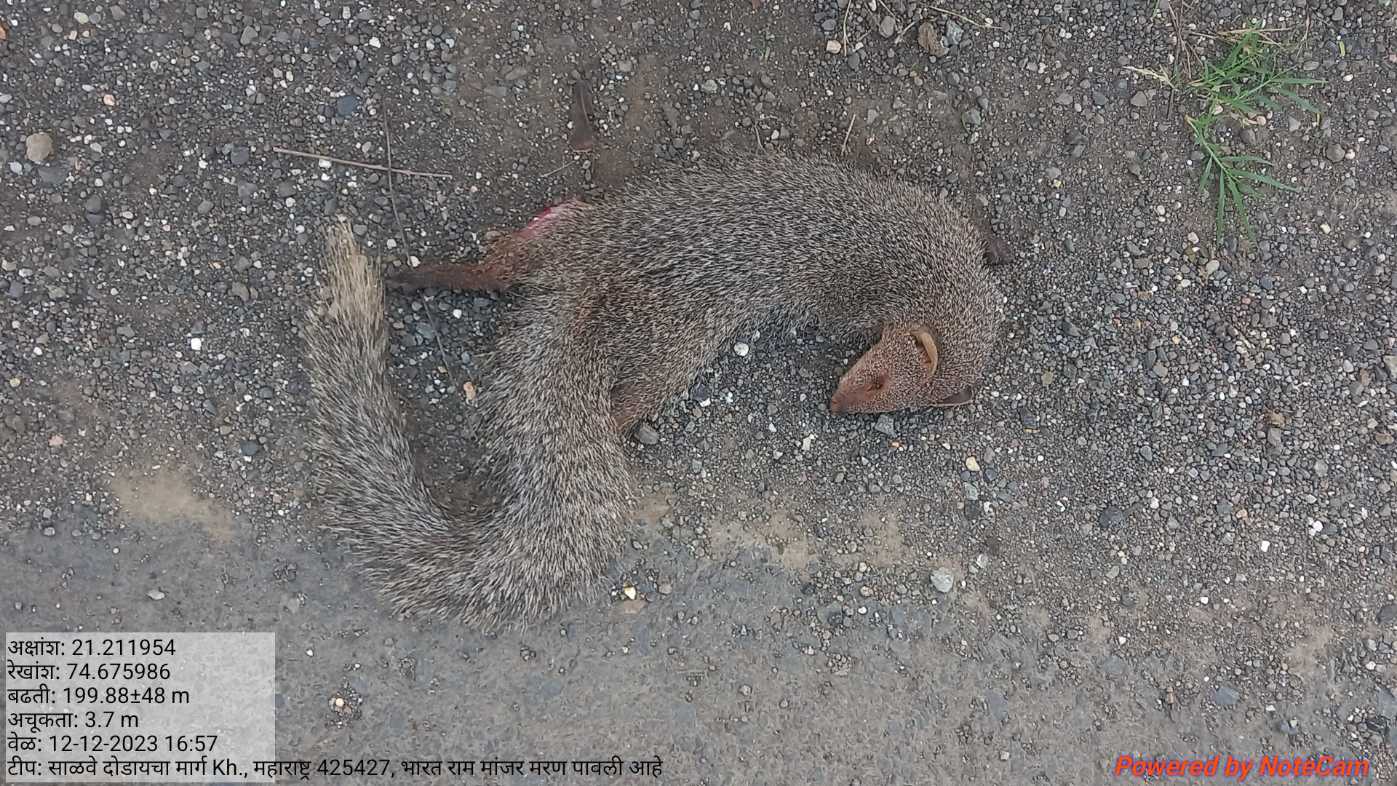 Indian Grey Mongoose / नेवला